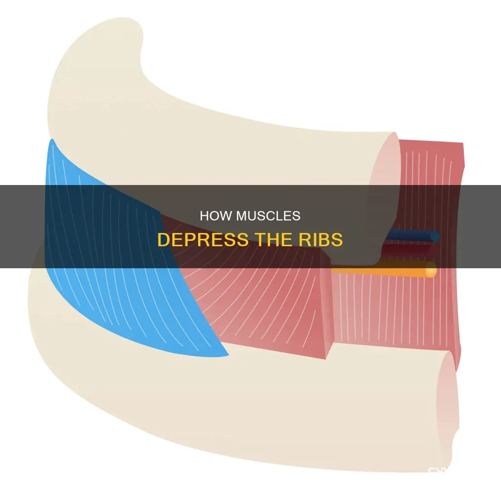 which muscle depresses the ribs