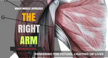 Muscles Responsible for Depressing the Right Arm: A Detailed Overview