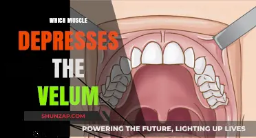 How the Velum is Depressed by Muscles