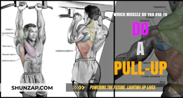 Mastering Pull-Ups: Key Muscles Used for Strength and Technique