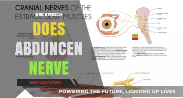 Abduncen Nerve: Which Muscle Does It Innervate?