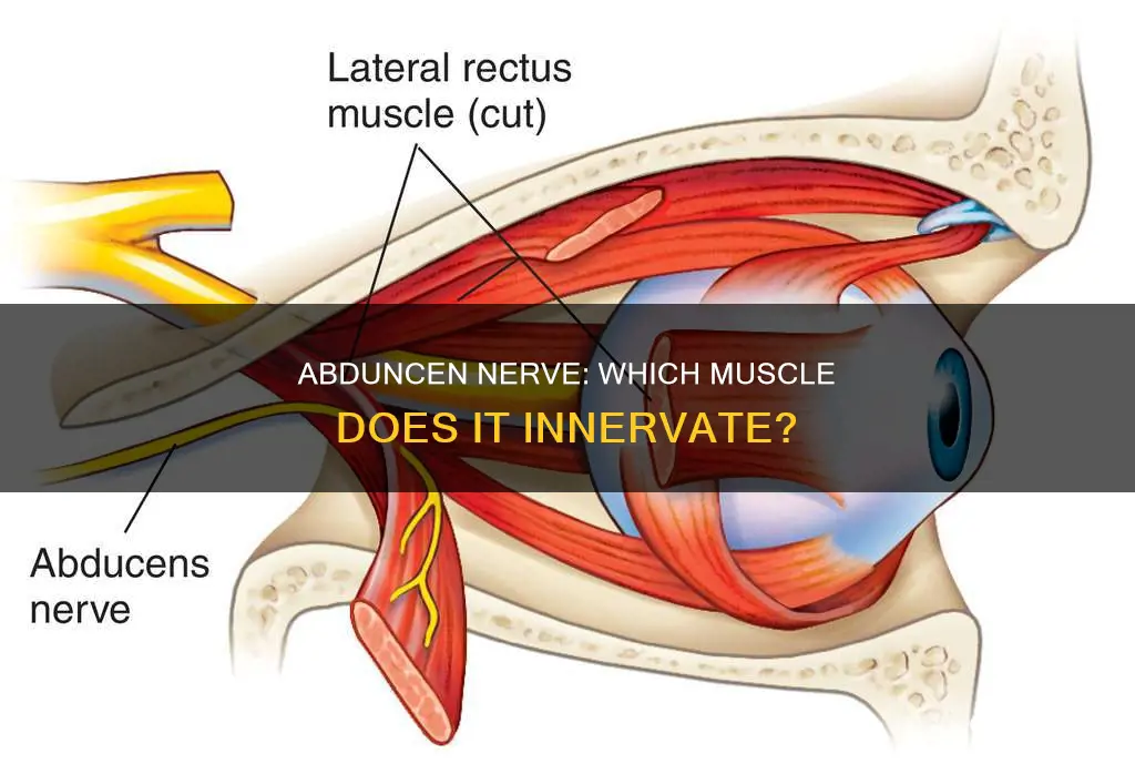 which muscle does abduncen nerve