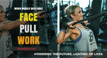 Cable Face Pull Muscles: Targeted Benefits and Proper Form Guide