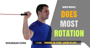 The Rotator Muscle: Unlocking the Power of Rotation