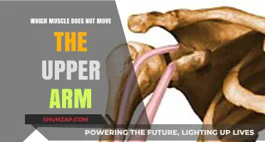Unveiling the Muscle That Keeps Your Upper Arm Stationary