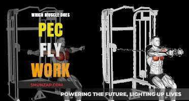 Pec Fly Workout: Targeting Chest Muscles for Strength and Definition