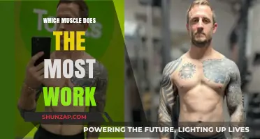 Unveiling the Body's Hardest Working Muscle: A Surprising Revelation