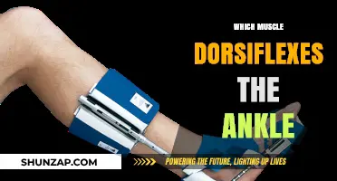Ankle Dorsiflexion: What Muscle Controls This Movement?