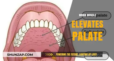 Palate Elevation: What Muscle Is Responsible?