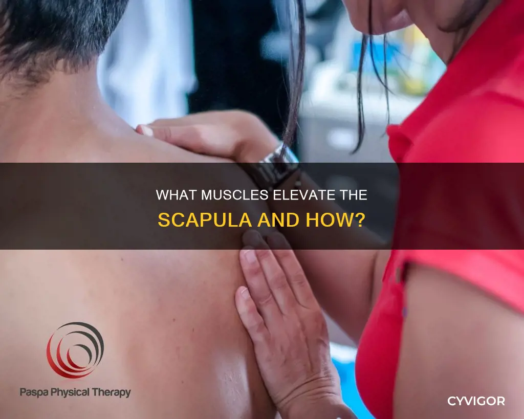 which muscle elevates scapula