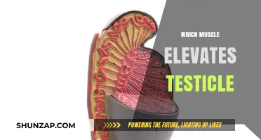 The Testicle Elevator: Uncovering the Muscle's Role
