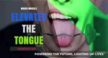 Tongue Elevating Muscles: Understanding Their Function and Anatomy