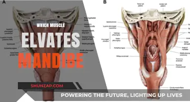 How the Muscles Elevate Your Jaw