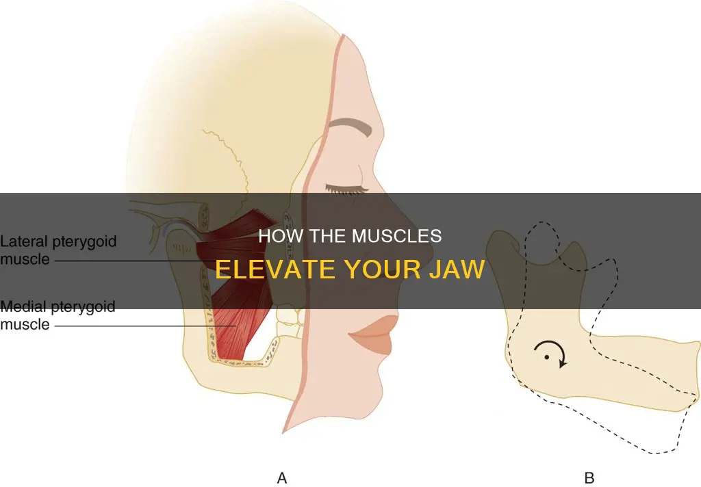 which muscle elvates mandibe