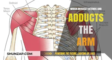 Understanding the Muscle Responsible for Arm Extension and Adduction