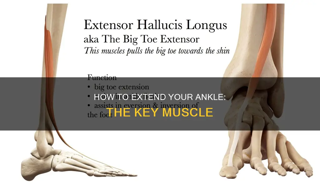 which muscle extends ankle