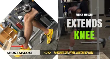 Unlocking the Mystery of Knee Extension Muscles