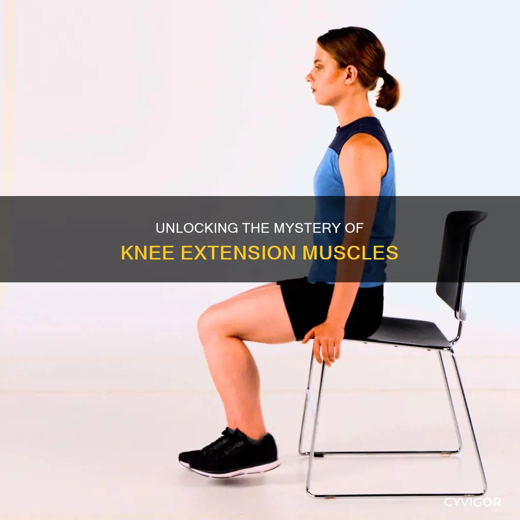 which muscle extends knee
