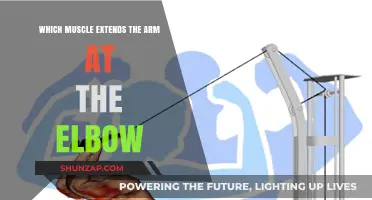 Triceps Brachii: The Key Muscle for Extending Your Arm at the Elbow