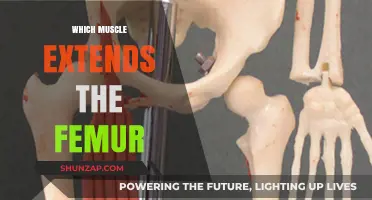 Extending the Femur: Which Muscle is Responsible?