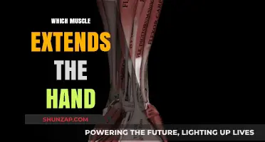 Extensor Muscles: The Power Behind Hand Extension