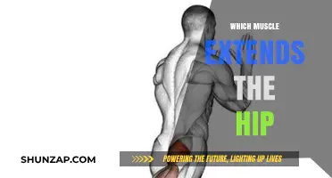 Unlocking the Power of Hip Extension Muscles