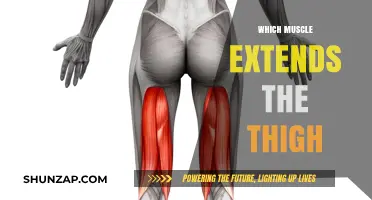 Unlocking the Mystery of Thigh Extension Muscles