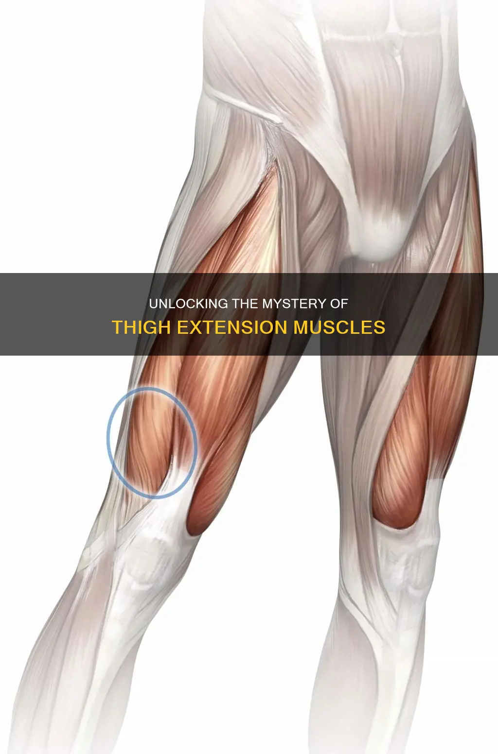 which muscle extends the thigh