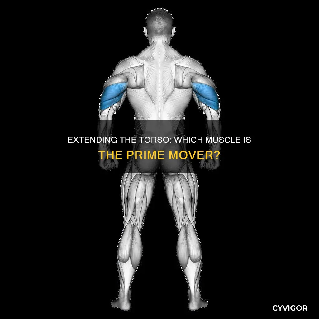 which muscle extends the torso