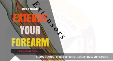 Triceps Power: Extending Your Forearm