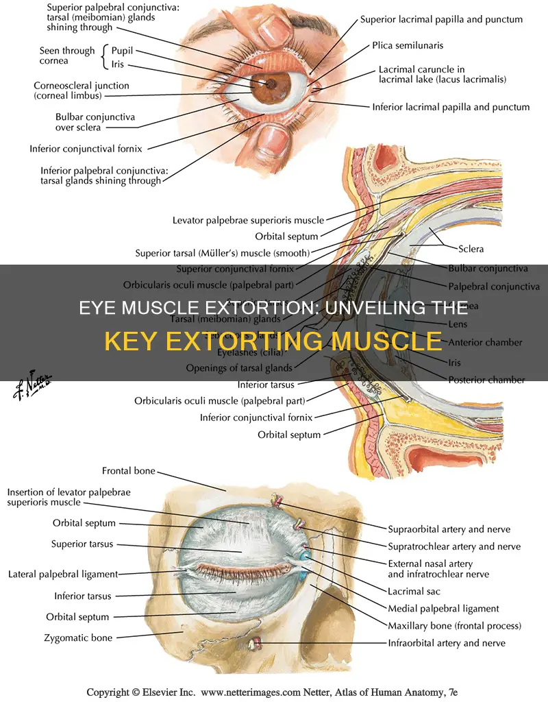 which muscle extorts the eye
