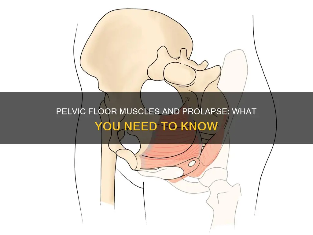 which muscle fall with prolapse