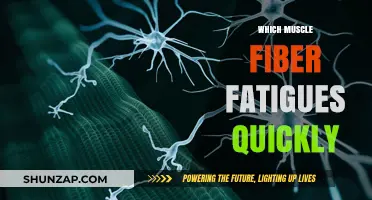 Exploring the Limits of Muscle Fibers