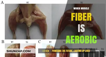 Muscle Fiber Types: Aerobic Advantage