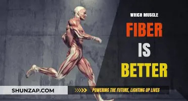 Muscle Fiber Types: Unlocking the Secret to Superior Performance