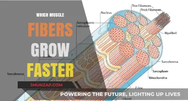 Fast-Twitch vs. Slow-Twitch: Which Muscle Fibers Grow Faster?