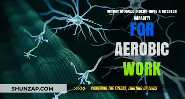 Slow-Twitch Muscle Fibers: Superior Aerobic Work Capacity Explained