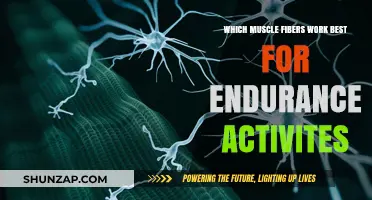 Endurance Activities: Unlocking the Power of Slow-Twitch Muscle Fibers