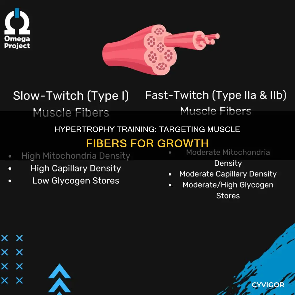which muscle fibres are hypertophy