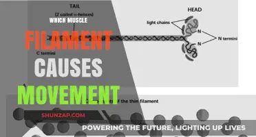 How Actin and Myosin Filaments Drive Muscle Movement Explained