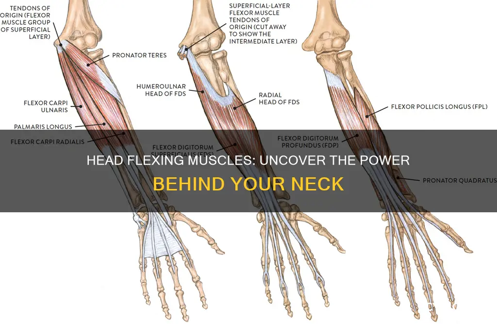 which muscle flexes the head