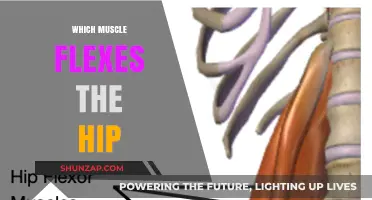 Hip Flexors: Understanding the Power of Psoas