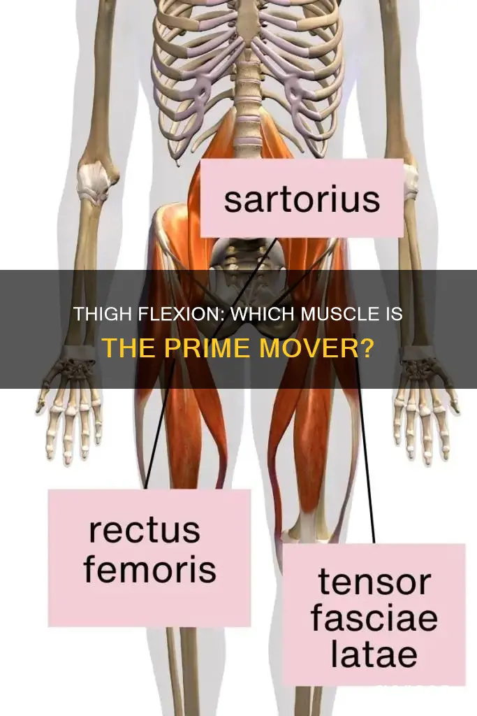 which muscle flexes the thigh