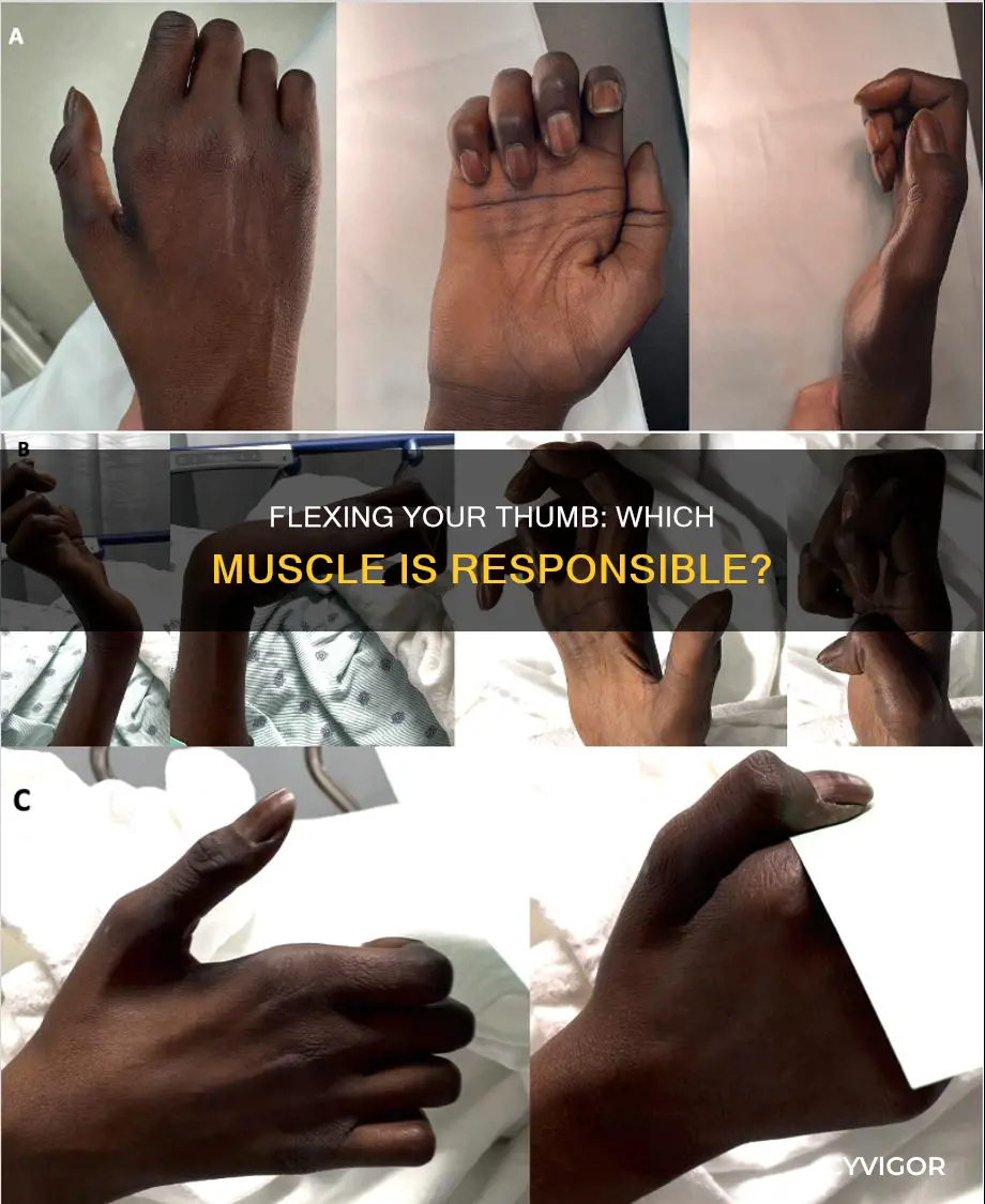 which muscle flexes the thumb