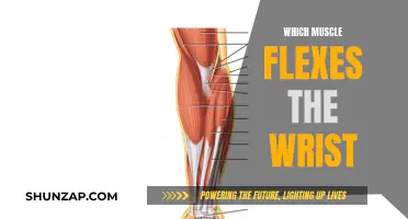 Flexing Wrists: What Muscles Are Involved and How?