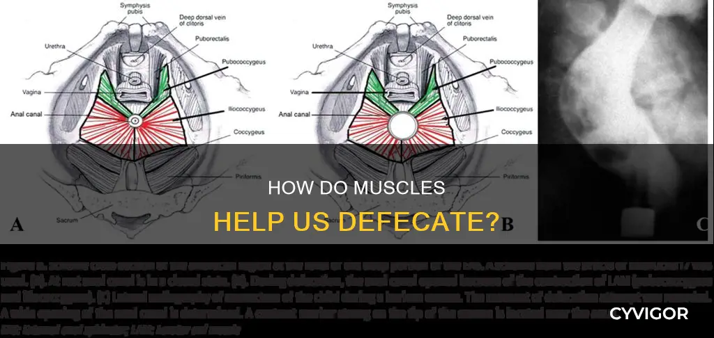 which muscle for defecate