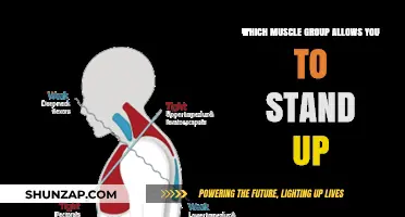 The Power of Posture: Muscles That Enable You to Stand Up