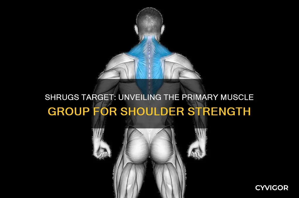 which muscle group are shrugs in