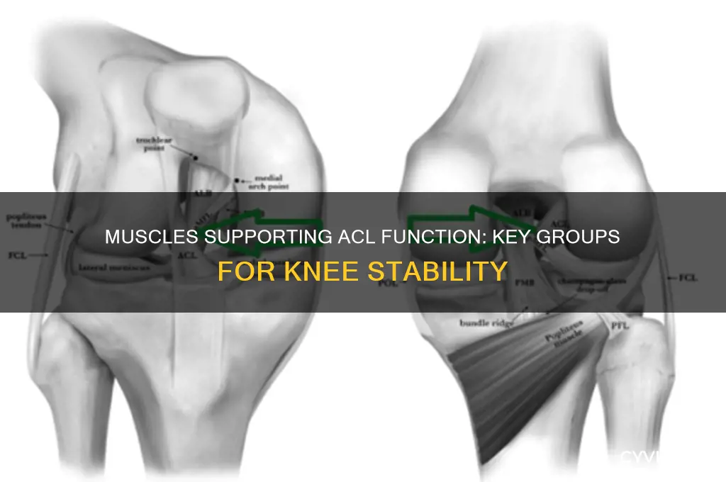 which muscle group assists the acl in doing its job