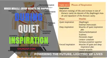 Muscles Supporting Diaphragm in Quiet Breathing: Unveiling the Key Players
